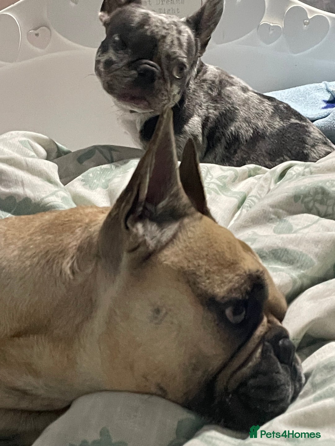 French Bulldog dogs for sale: French Bulldog - Image 8