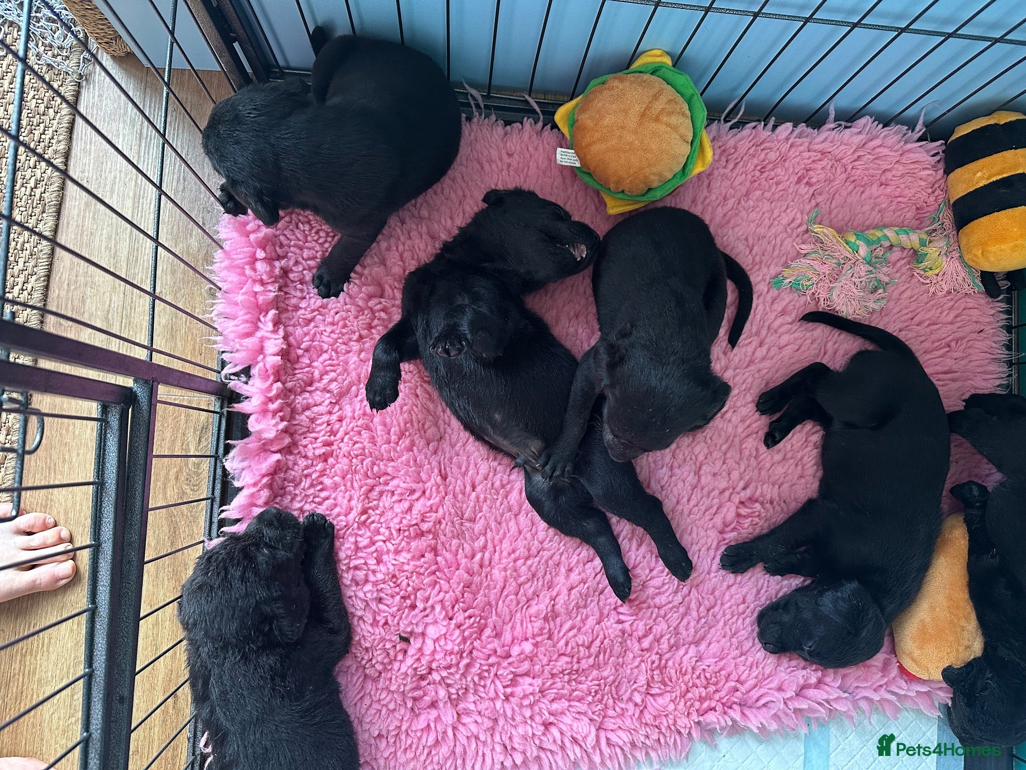 Labrador Retriever dogs 9 fully health tested Labrador pups - Advert 2