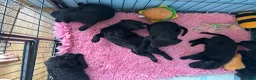 Labrador Retriever dogs for sale: 9 fully health tested Labrador pups - Advert 2