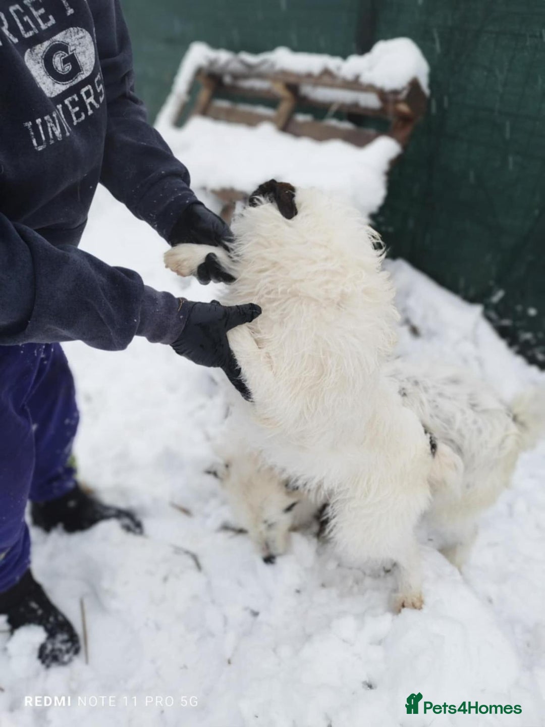 Mixed Breed dogs for adoption: 🤍 Alex 🤍 Confident cuddle-bug for a Loving Home - Advert 4