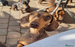 Miniature Dachshund dogs for sale: 🏆Champion Show Lines Kc Miniature Dachshunds 🏆 - Image 12