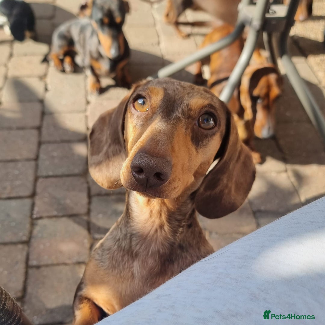 Miniature Dachshund dogs for sale: 🏆Champion Show Lines Kc Miniature Dachshunds 🏆 - Image 12