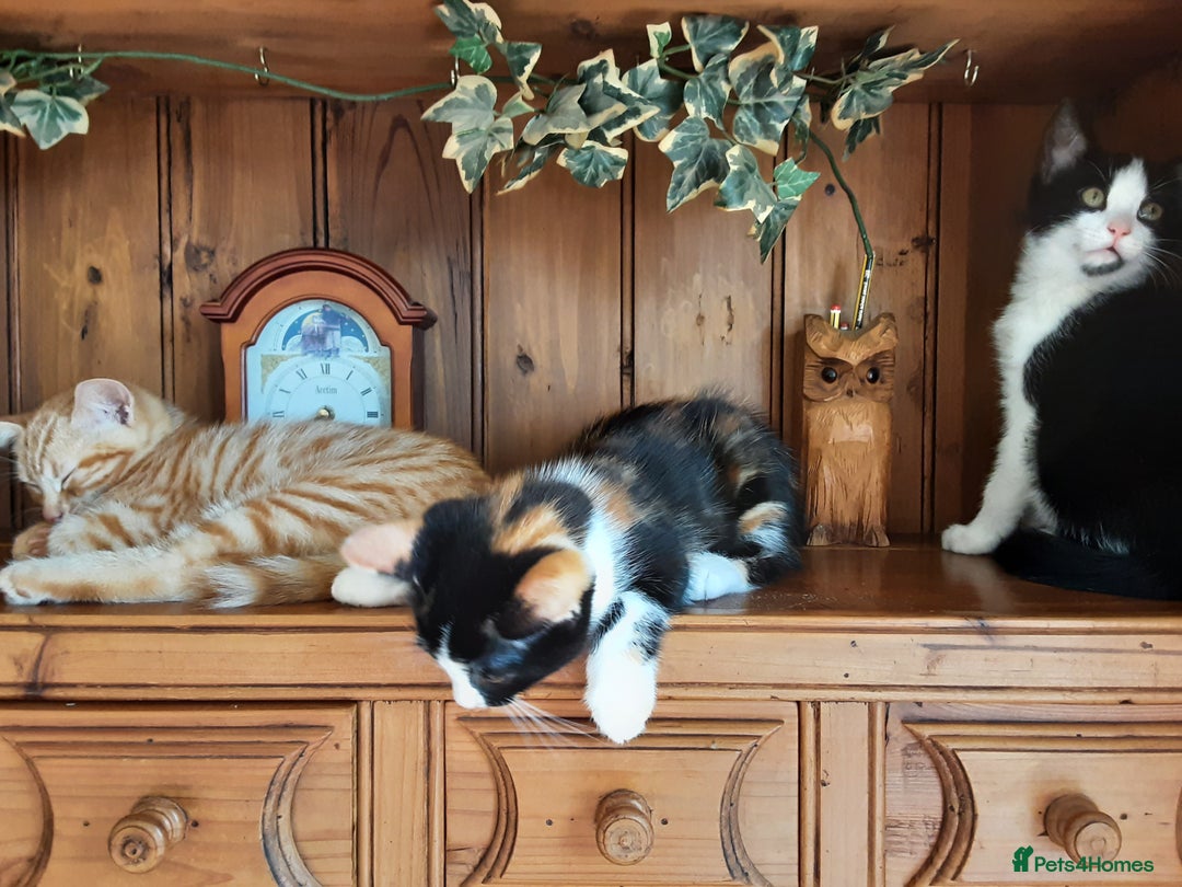 Mixed Breed cats for sale: Beautiful part siamese kittens  - Image 8