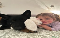 German Shepherd dogs for sale: 5 Year Old German Shepherd for Rehoming - Image 9