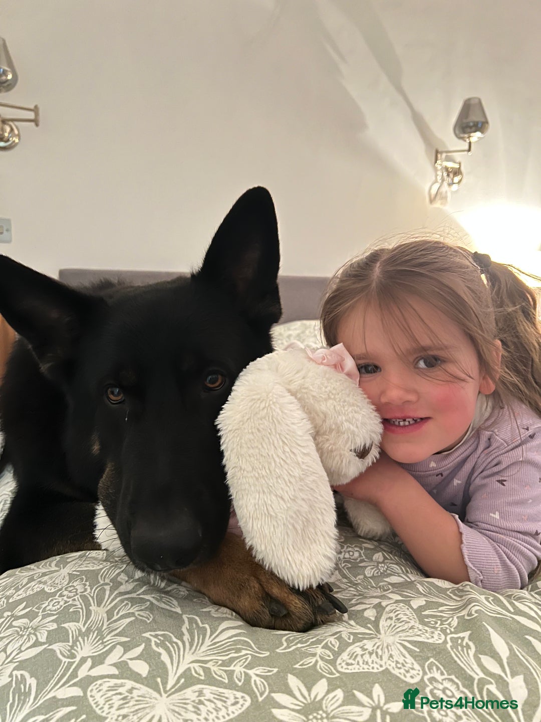 German Shepherd dogs for sale: 5 Year Old German Shepherd for Rehoming - Image 9