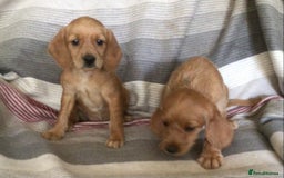 Hungarian Vizsla dogs for sale: VIZSIPOO puppies, Vizsla x Miniature Poodle - Image 19