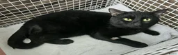 Mixed Breed cats for adoption: Choochi the foster tom cat needs indoor home - Advert 7