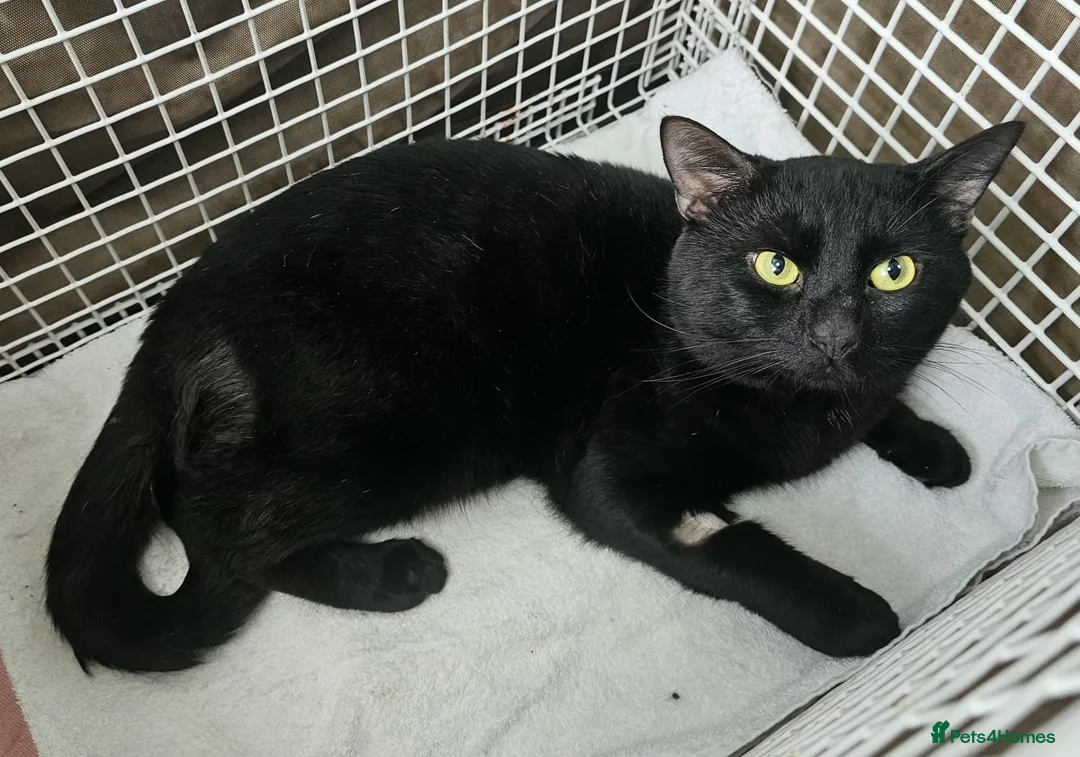 Mixed Breed cats for adoption: Choochi the foster tom cat needs indoor home - Advert 7