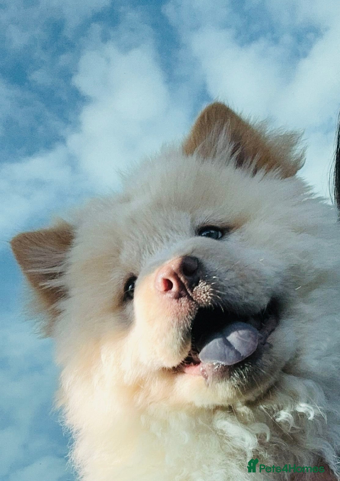 Chow Chow dogs 3 left amazing price!!Beautiful chow chows!!!  - Advert 2
