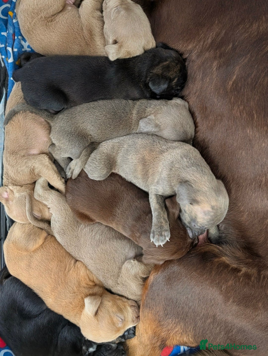 Mixed Breed dogs for sale: F1 MASTADOR PUPPIES  - Advert 9