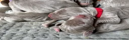 Weimaraner dogs for sale: KC registered Weimaraner Puppies  - Advert 4