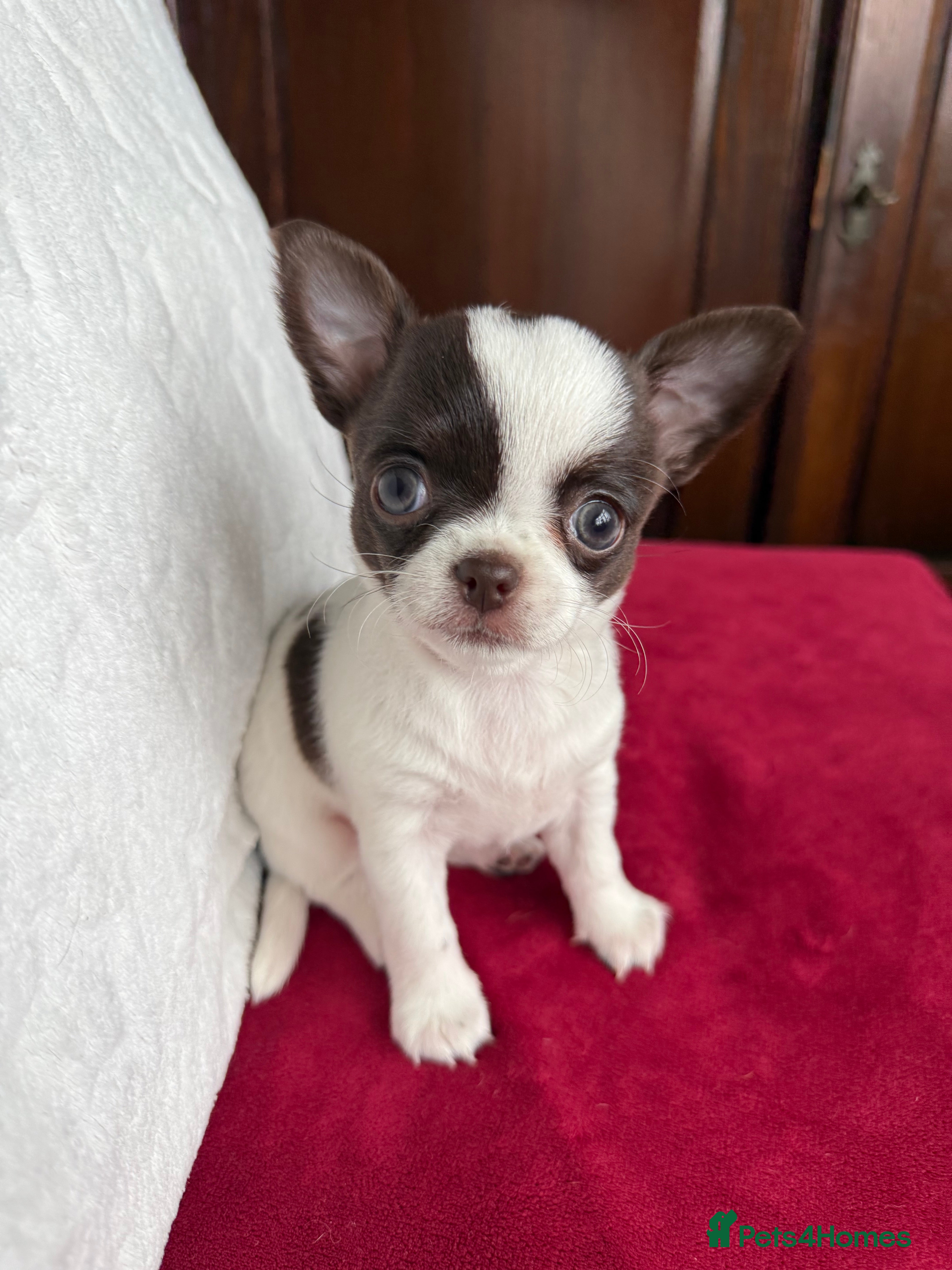 Chihuahua dogs  ❤️‍🔥KC Reg Parti Colour Chihuahua Girls❤️‍🔥  - Advert 1