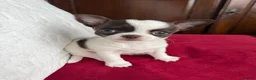 Chihuahua dogs for sale:  ❤️‍🔥KC Reg Parti Colour Chihuahua Girls❤️‍🔥  - Advert 9