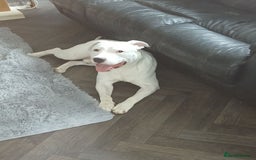 Mixed Breed dogs for sale: 3 loving puppys for sale - Image 3