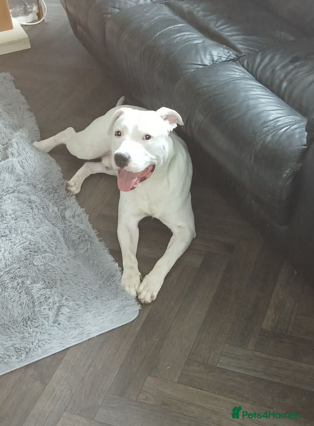Mixed Breed dogs for sale: 3 loving puppys for sale - Image 3