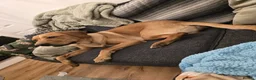 Labrador Retriever dogs for sale: Ted looking for his forever home  - Advert 3