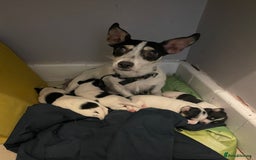 Jack Russell dogs for sale: Jack russell puppies - Image 1