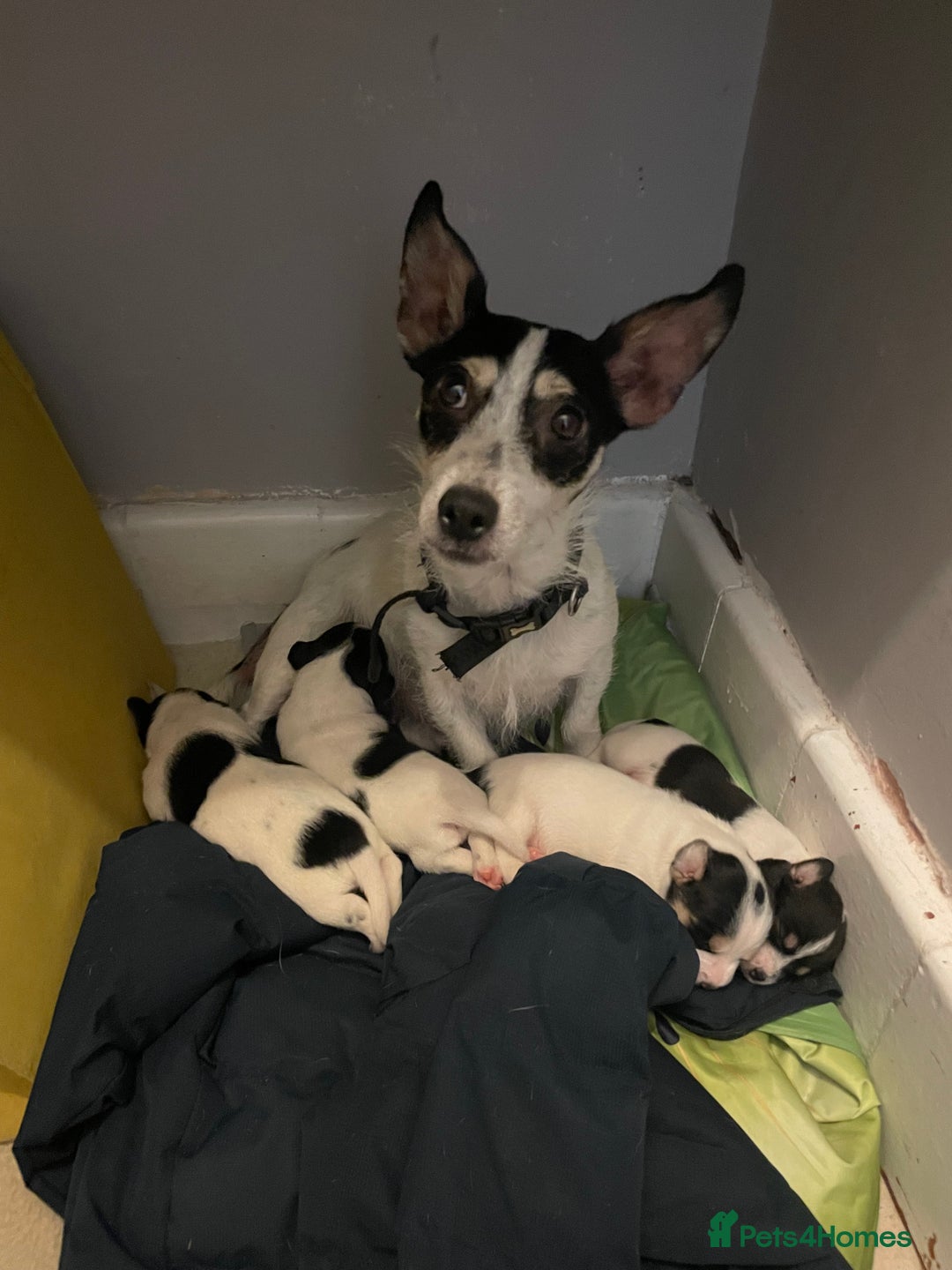 Jack Russell dogs for sale: Jack russell puppies - Image 1
