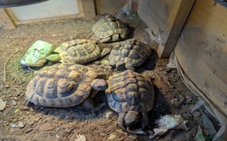 Tortoise reptiles for sale: Breeding Pair of 5 Tortoises 4 Female 1 male  in Ruislip - Image 4