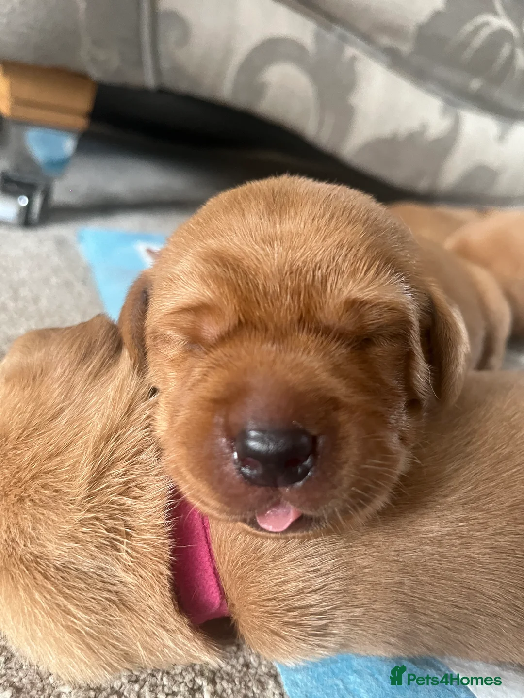 Labrador Retriever dogs for sale: 🌟 5 Star KC Registered FOX RED & YELLOW Labradors - Advert 21