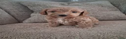 Australian Labradoodle dogs for sale: Miniature Australian labradoodles - Advert 6