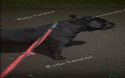 Cane Corso dogs for sale: Cane corso  - Image 2