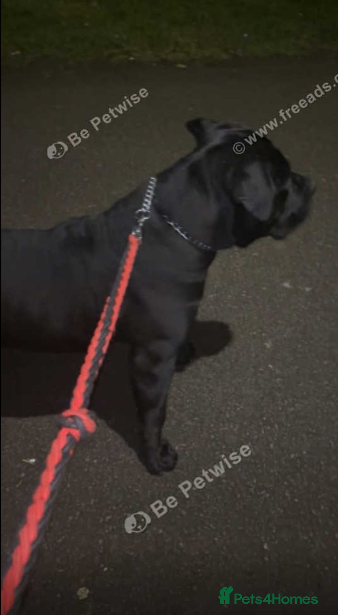 Cane Corso dogs for sale: Cane corso  - Image 2