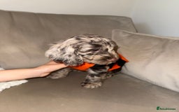 Cockapoo dogs for sale: F1 Cockapoo puppies  - Image 40