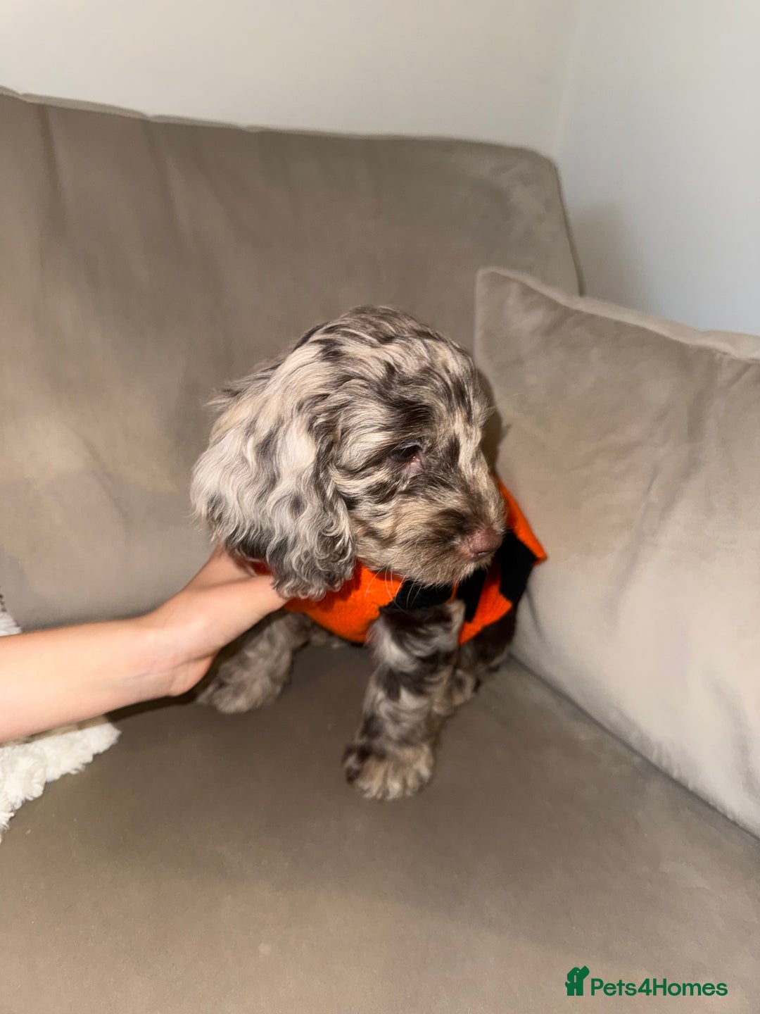 Cockapoo dogs for sale: F1 Cockapoo puppies  - Image 40
