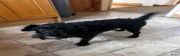 Mixed Breed dogs for sale: 2 female Patterpoos - Advert 8