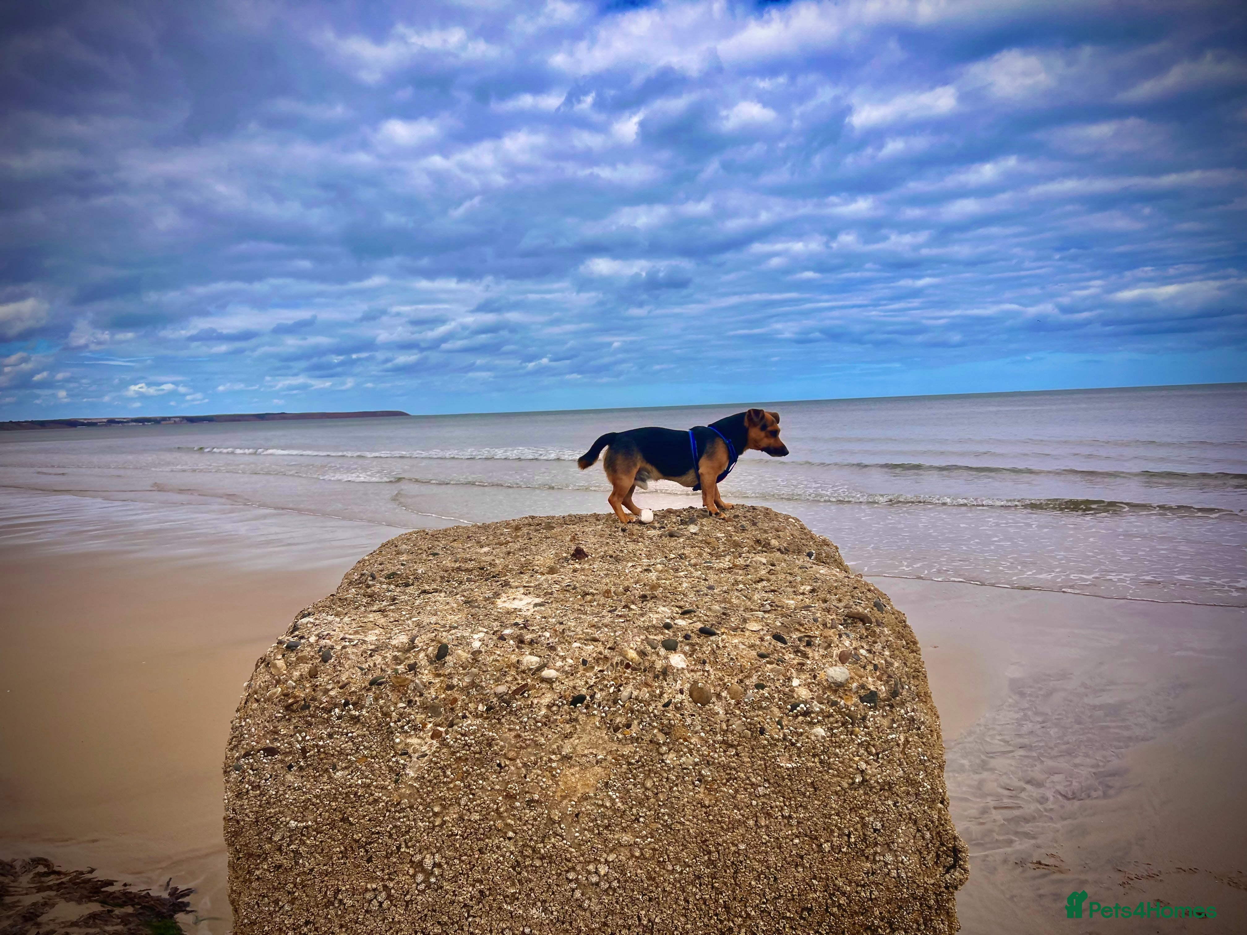 Jack Russell dogs TED the Jack Russell for STUD in Middlewich - Advert 4