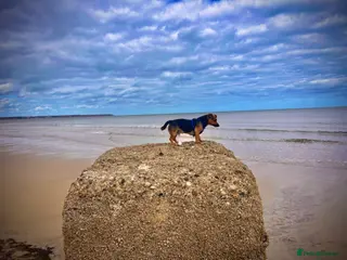 Jack Russell dogs TED the Jack Russell for STUD in Middlewich - Advert 4