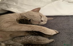 British Shorthair cats for sale: Beautiful British Shorthair Tabby Kittens  - Image 4