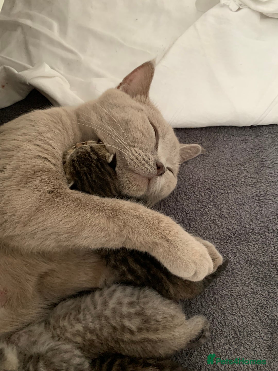 British Shorthair cats for sale: Beautiful British Shorthair Tabby Kittens  - Image 4