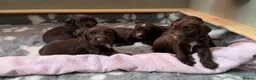 Sprocker dogs for sale: Sprocker Pups - Advert 3
