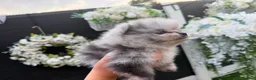 Pomeranian dogs for sale: 5 ⭐️ Pomeranian puppies  - Advert 4