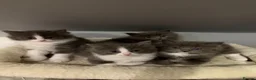 Mixed Breed cats for sale: Beautiful Long-Haired Ragdoll Cross Kittens  - Advert 32