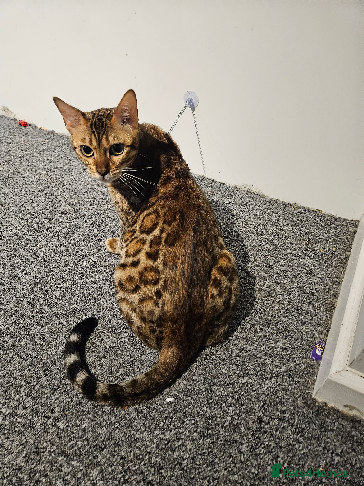 Bengal cats Looking for a new home  - Advert 6