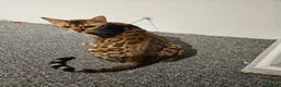 Bengal cats for sale: Looking for a new home  in Great Yarmouth - Advert 1