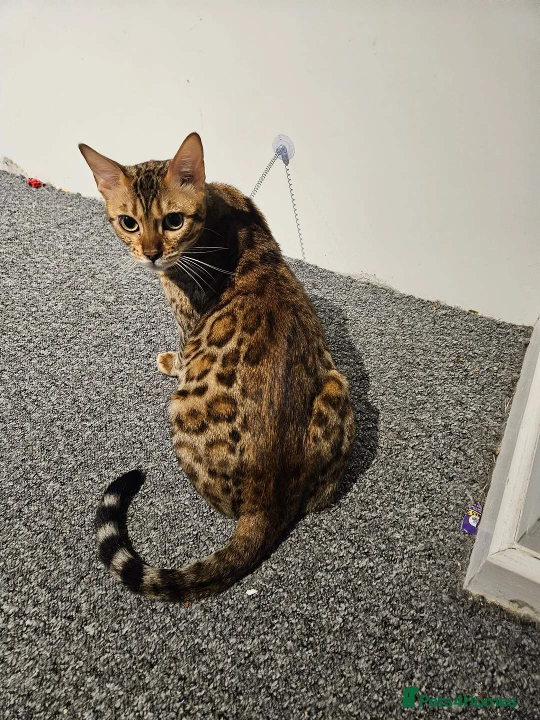 Bengal cats for sale: Looking for a new home  in Great Yarmouth - Advert 1