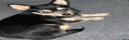 Jack Chi dogs for sale: 2 chihuahua cross jack Russell  - Advert 1