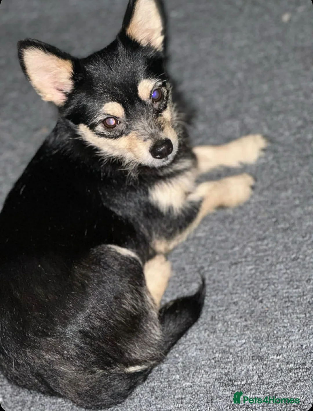 Jack Chi dogs for sale: 2 chihuahua cross jack Russell  - Advert 1