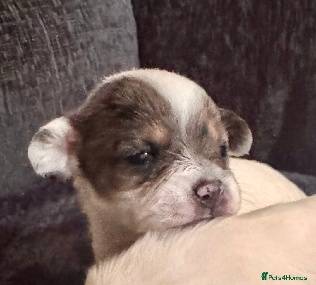 Chipoo dogs for sale: toy poodle X miniature Chihuahua, stunning 2 boys - Advert 13