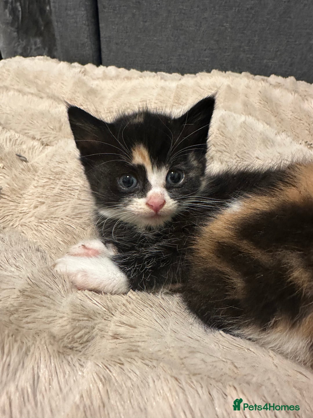 British Shorthair cats for sale: Beautiful kittens wanting loving homes  - Image 13