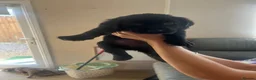 Labrador Retriever dogs for sale: Kc reg Labrador puppy’s for sale Solihull  - Advert 9