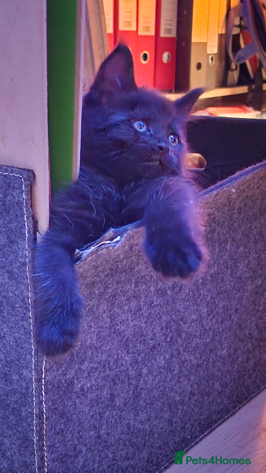 Maine Coon cats for sale: 3 maincoone x kittens - Image 6