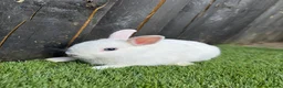 Netherland Dwarf rabbits for sale: Gorgeous Netherland Dwarf  - Advert 3