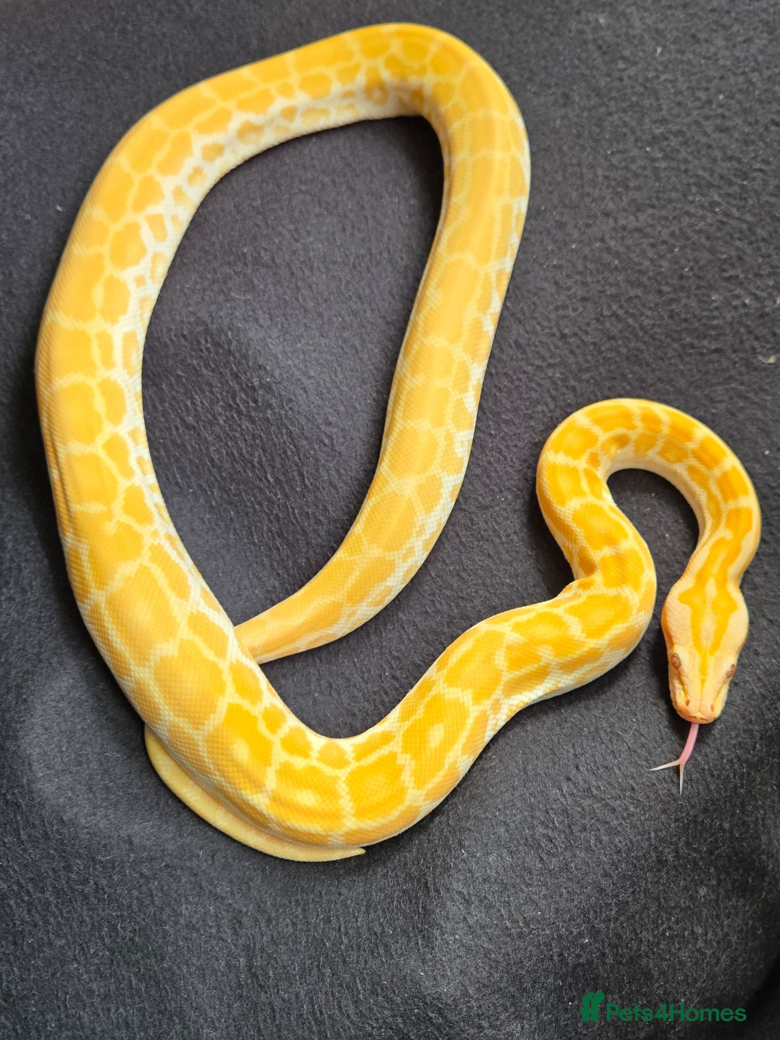Python Snake reptiles CB25 MALE PEARL HET GRANITE BURMESE PYTHON - Advert 1