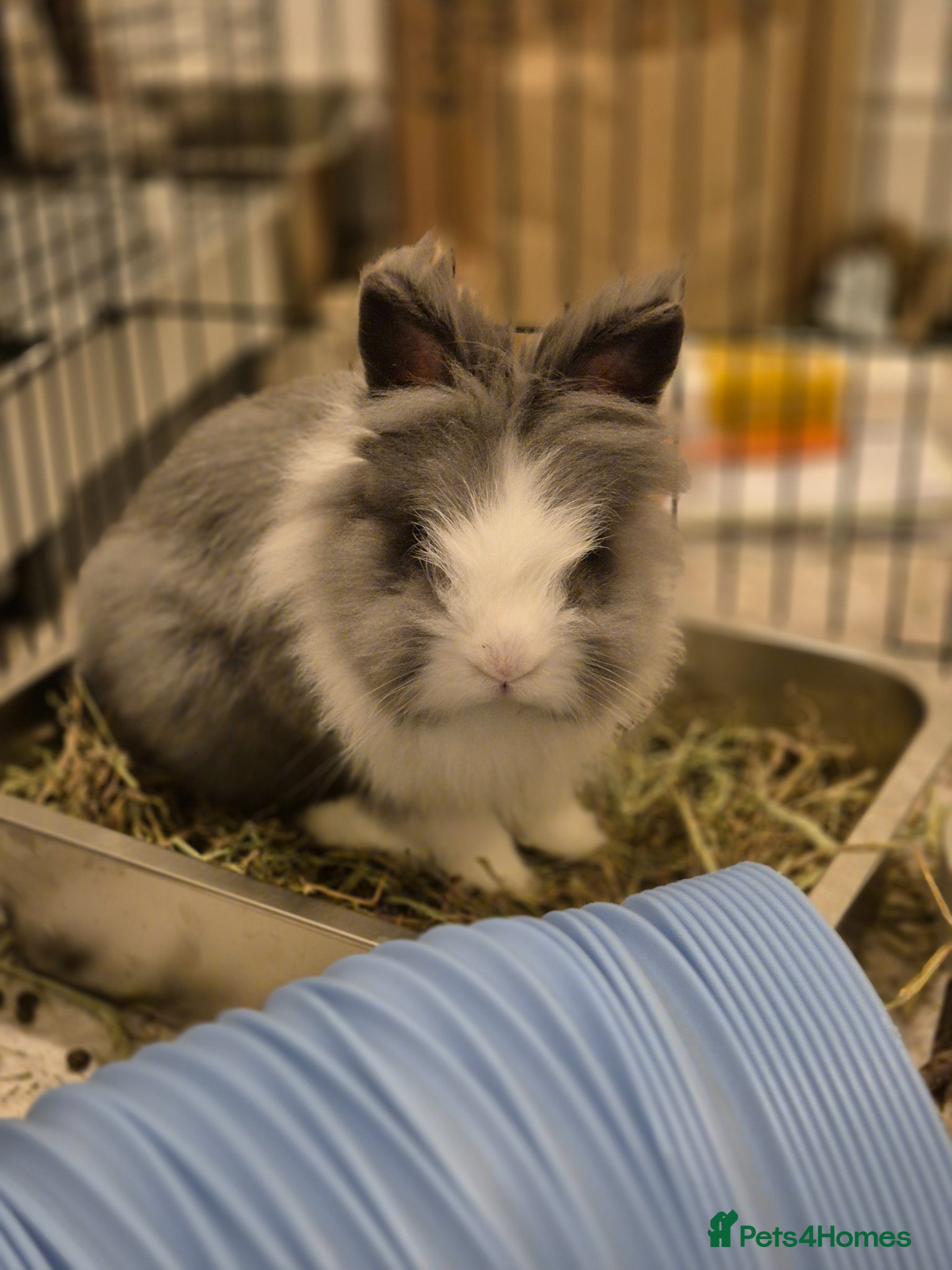 Lionhead rabbits Bluebell - Advert 1