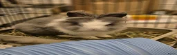 Lionhead rabbits for sale: Bluebell - Advert 1